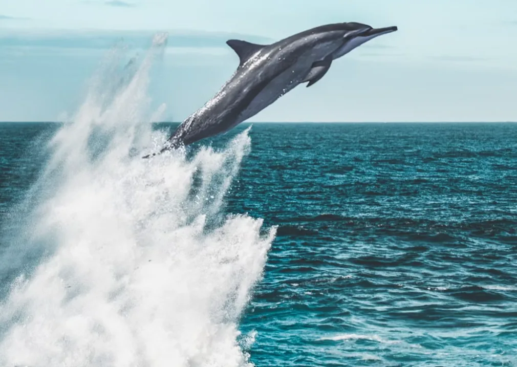Dolphin Excursion