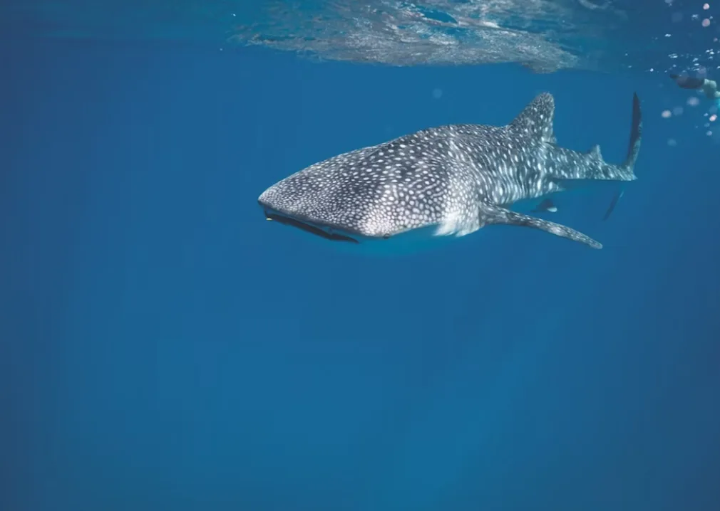 Whale Shark Trip